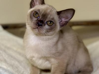 Clementine - European Burmese - Gallery Photo #1