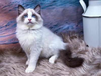 Champion - Ragdoll - Gallery Photo #1