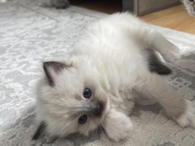 Mishas Babies - Ragdoll - Gallery Photo #1