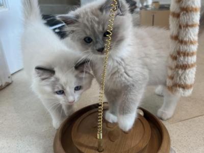 Bluepoint Mitted Mink - Ragdoll - Gallery Photo #1