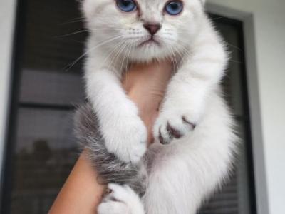 Snowflake - Scottish Fold - Gallery Photo #1