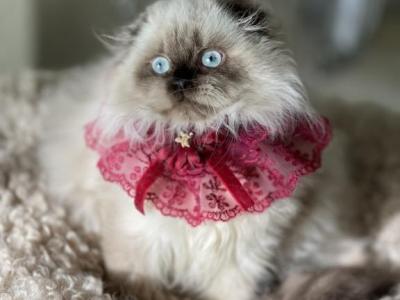 Scottish Kilt Fold Non Standard Girl - Scottish Fold - Gallery Photo #1