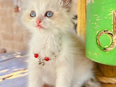 Daisy1 - Ragdoll - Gallery Photo #1