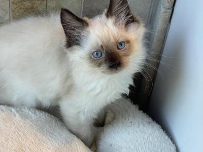 Tica Seal Mitted Female - Ragdoll - Gallery Photo #1