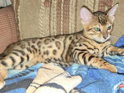 Male Bengal Kitten - Bengal - Gallery Photo #1