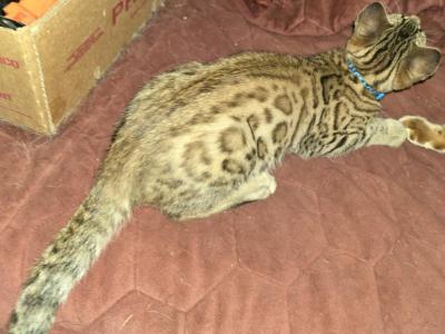 Male Bengal Kitten For Sale - Bengal - Gallery Photo #1