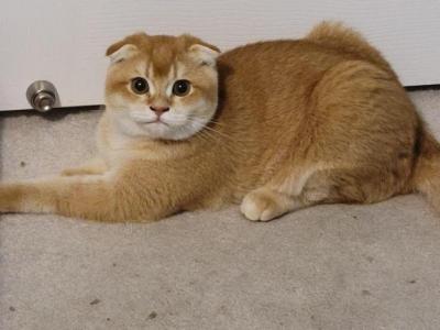 Nugget - Scottish Fold - Gallery Photo #1