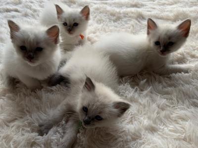 Trisha's Litter - Balinese - Gallery Photo #1