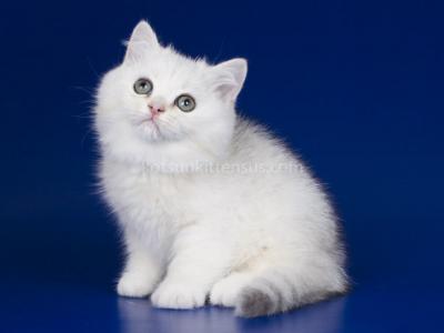 Tragus Silver Shaded Ns 11 British Shorthair - British Shorthair - Gallery Photo #1