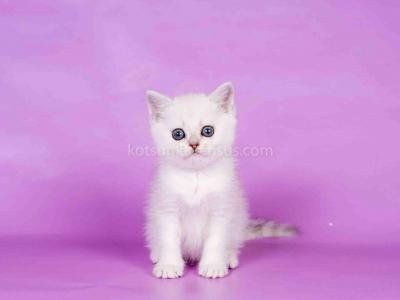 Carmen Silver Shaded British Boy With Emerald Eyes - British Shorthair - Gallery Photo #1