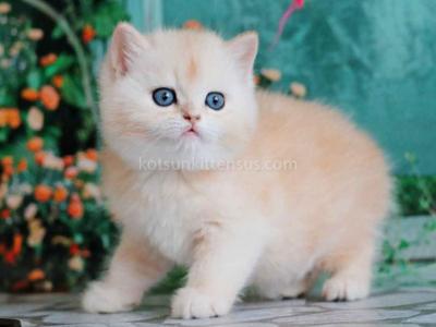 Gideon Silver Sunshine British Shorthair Boy - British Shorthair - Gallery Photo #1