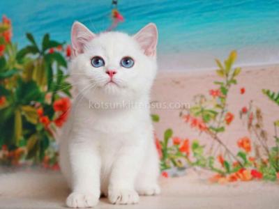 Ernest British Shorthair Golden Chinchilla Point - British Shorthair - Gallery Photo #1