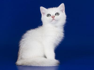 Topu Silver Shaded Boy Ns 11 British Shorthair - British Shorthair - Gallery Photo #1