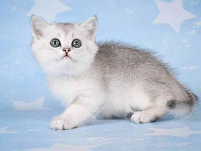 Vulcan Silver Ticked Boy Ns 25 British Shorthair - Scottish Straight - Gallery Photo #1