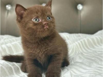 British - British Shorthair - Gallery Photo #1