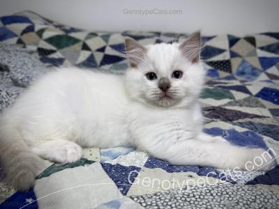 Dobby - Ragdoll - Gallery Photo #1