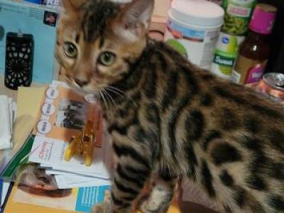 Beautiful Leopard Looking Bengals - Bengal - Gallery Photo #1