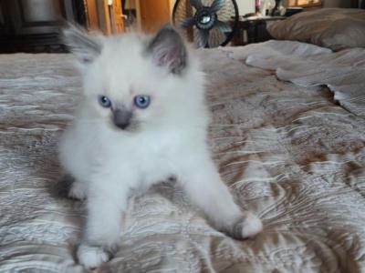 Blue Pointed Male Mitted Kitten Ragamuffin - Ragamuffin - Gallery Photo #1