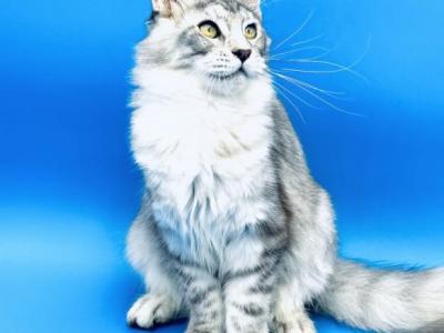 Pure Main Coon Female Nova Shaded Line - Maine Coon - Gallery Photo #1