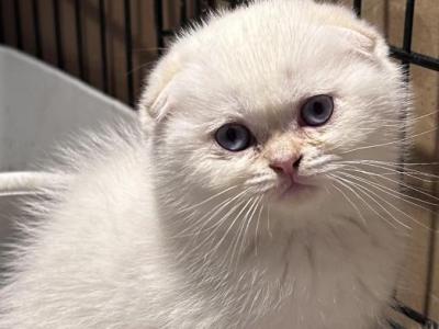 White Blue - Scottish Fold - Gallery Photo #1