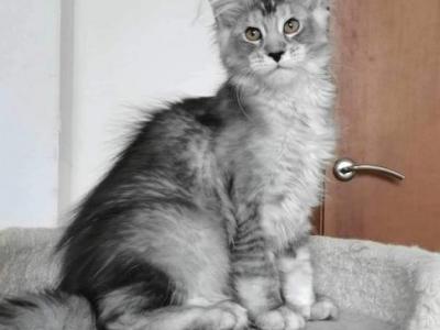 Ellie - Maine Coon - Gallery Photo #1