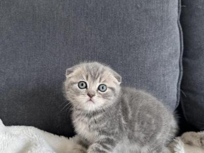 Cody - Scottish Fold - Gallery Photo #1