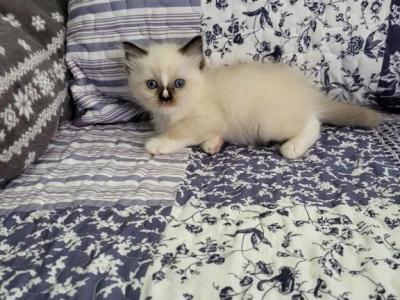 Ragdoll Kittens - Ragdoll - Gallery Photo #1