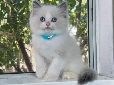 Merle - Ragdoll - Gallery Photo #1