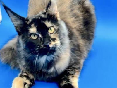 Pure Main Coon Girl - Maine Coon - Gallery Photo #1