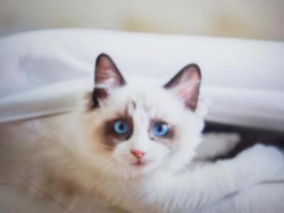 Bella - Ragdoll - Gallery Photo #1