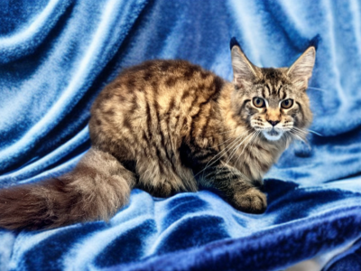 Beautiful And Fluffy Baby Girl Pure Main Coon - Maine Coon - Gallery Photo #1