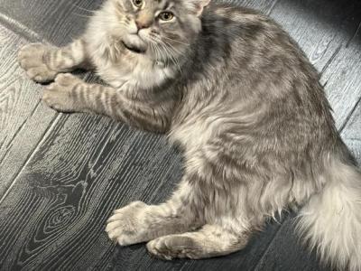 Morpheus - Maine Coon - Gallery Photo #1