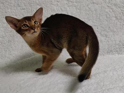 Cleo - Abyssinian - Gallery Photo #1