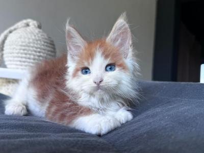 Empire - Maine Coon - Gallery Photo #1