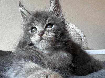 Chantal - Maine Coon - Gallery Photo #1