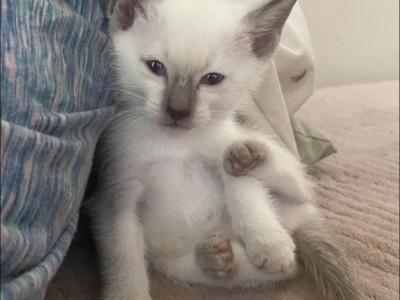 Purebred Siamese Kittens - Siamese - Gallery Photo #1