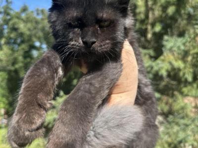 Black Smoke  Baby Girl  Main Coon - Maine Coon - Gallery Photo #1