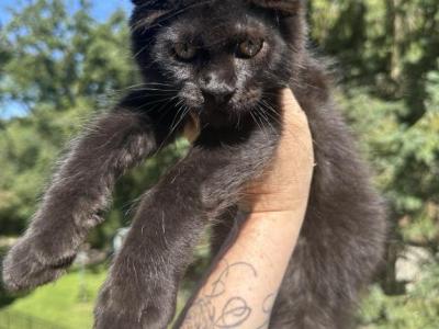 Solid Black Boy - Maine Coon - Gallery Photo #1