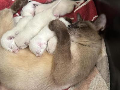 7 Siamese Kittens Ready In October - Siamese - Gallery Photo #1