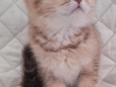 Bianka - Scottish Fold - Gallery Photo #1