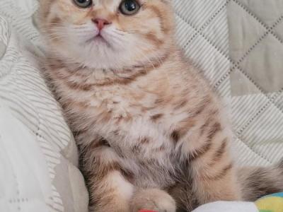 Bonnie - Scottish Fold - Gallery Photo #1