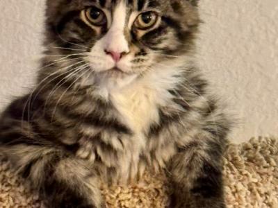 Manya - Maine Coon - Gallery Photo #1