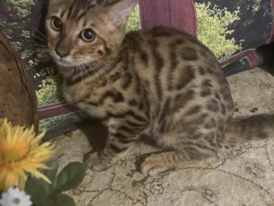 Gloria - Bengal - Gallery Photo #1