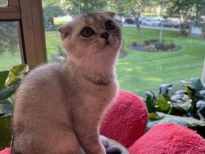 Tika - Scottish Fold - Gallery Photo #1