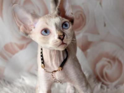 Jojo - Devon Rex - Gallery Photo #1