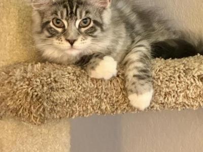 Sofia - Maine Coon - Gallery Photo #1