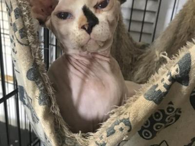 Boom Boom Tica  Torti Point Bicolor - Sphynx - Gallery Photo #1