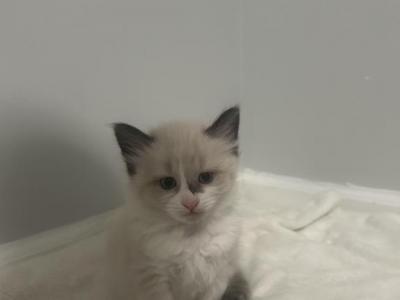 Creamy White Female Kitten - Domestic - Gallery Photo #1