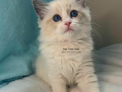 Blue Bicolor Ragdoll Kitten - Ragdoll - Gallery Photo #1