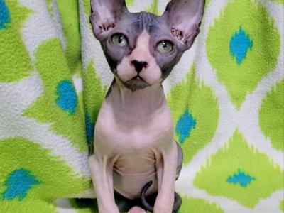 Jewel - Sphynx - Gallery Photo #1